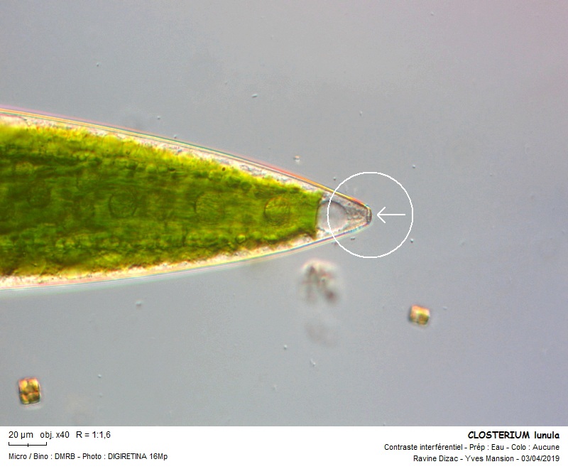 CLOSTERIUM lunula #58788