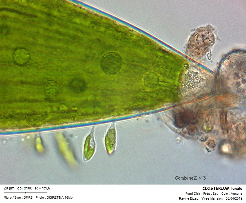 CLOSTERIUM lunula #58787