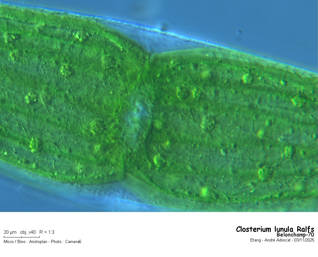 Closterium lunula Ralfs #84191