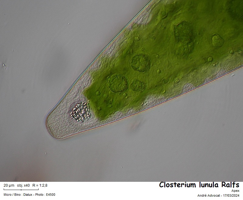Closterium lunula Ralfs #78295