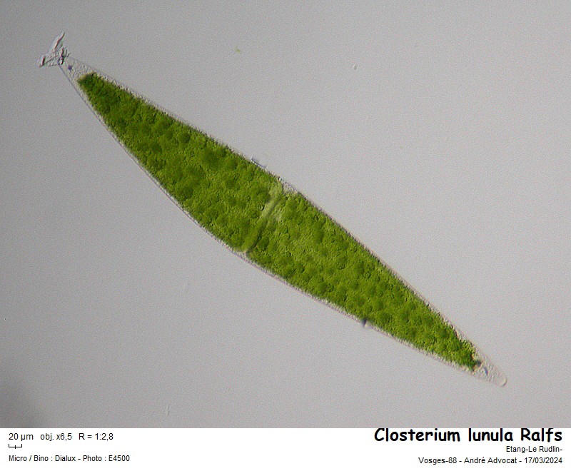 Closterium lunula Ralfs #78294