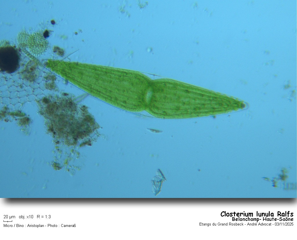 Closterium lunula Ralfs #84190