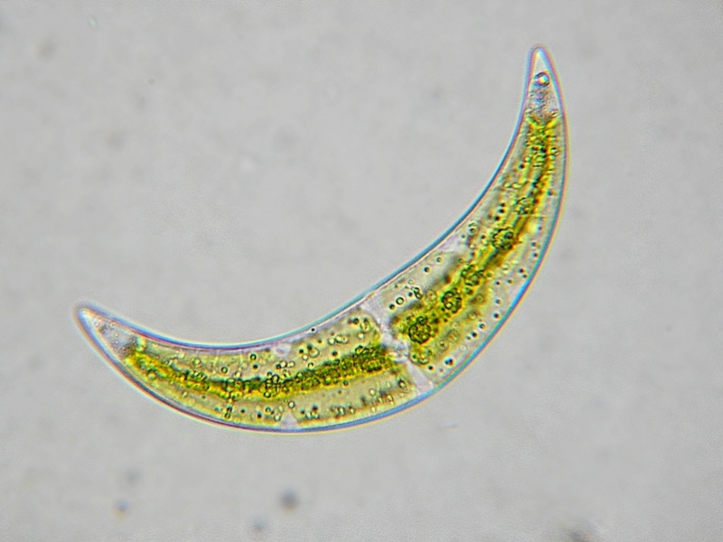 Closterium moniliferum #32576