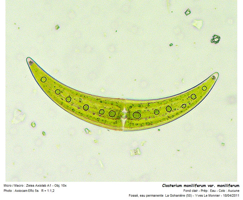 Closterium moniliferum Ehrenberg ex Ralfs, 1848 #72208