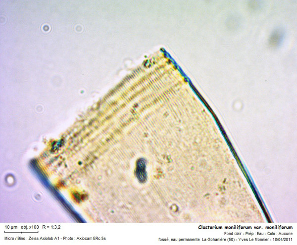 Closterium moniliferum Ehrenberg ex Ralfs, 1848 #83907