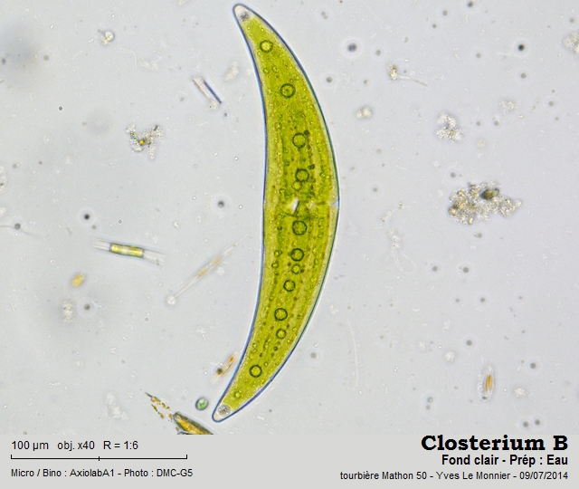 Closterium moniliferum Ehrenberg ex Ralfs, 1848 #72207