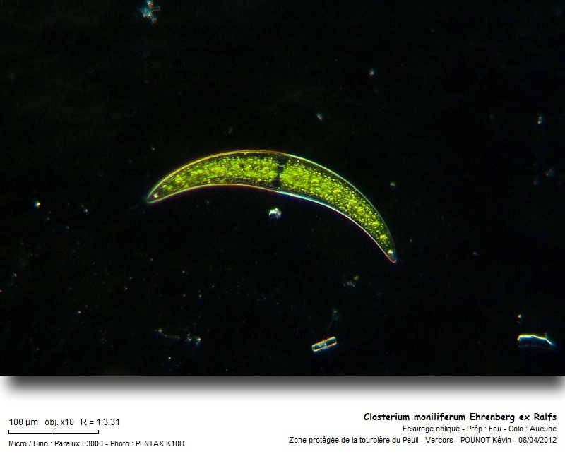 Closterium moniliferum (Bory) Ehrenberg ex Ralfs #26406