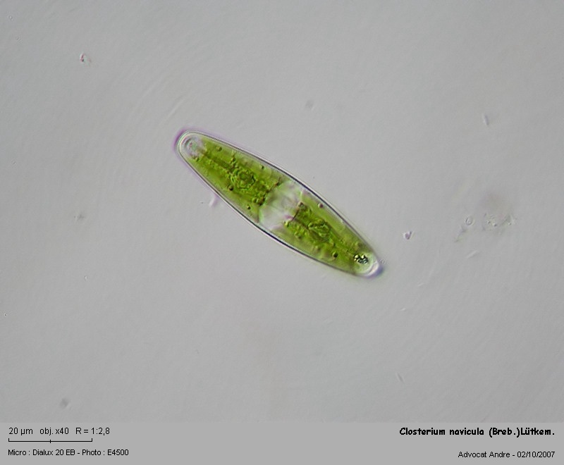 Closterium navicula (Breb.) Lütkem. #389