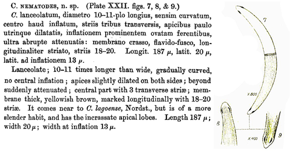 Closterium nematodes Joshua var. proboscideum W. B. Turner #78635