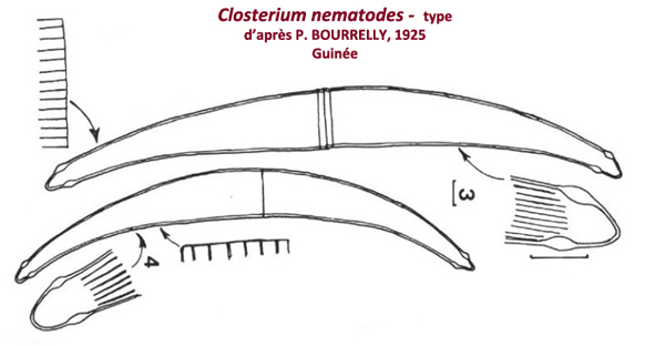 Closterium nematodes Joshua var. proboscideum W. B. Turner #78637