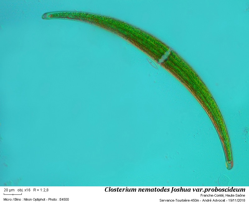 Closterium nematodes Joshua var. proboscideum W. B. Turner #56923