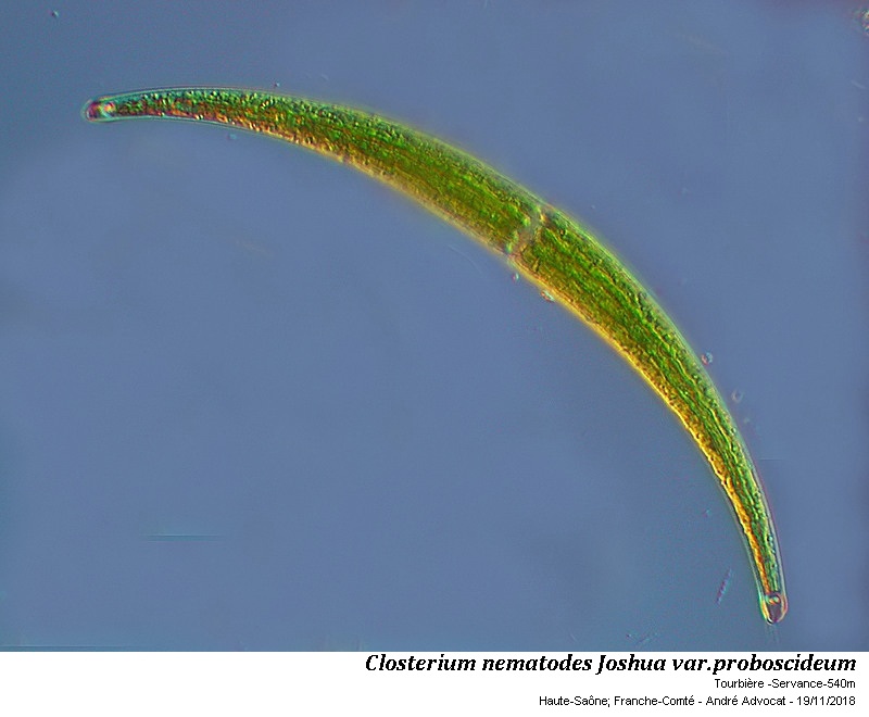 Closterium nematodes Joshua var. proboscideum W. B. Turner #56926