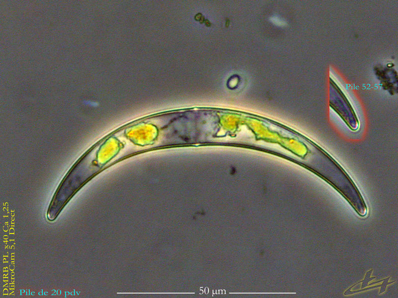 Closterium parvulum Nägeli #80202