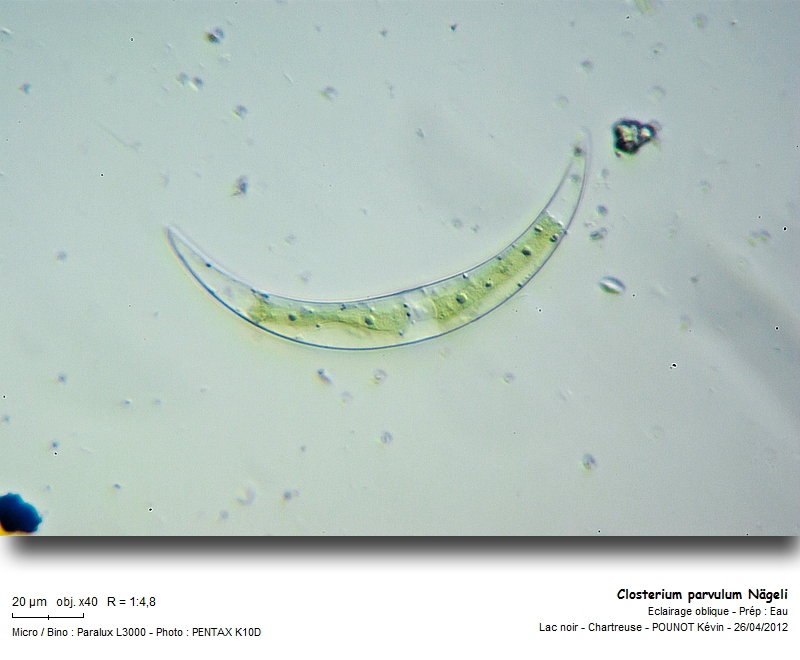 Closterium parvulum Nägeli #26721