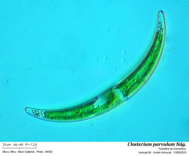 Closterium parvulum Nägeli var.parvulum #56271
