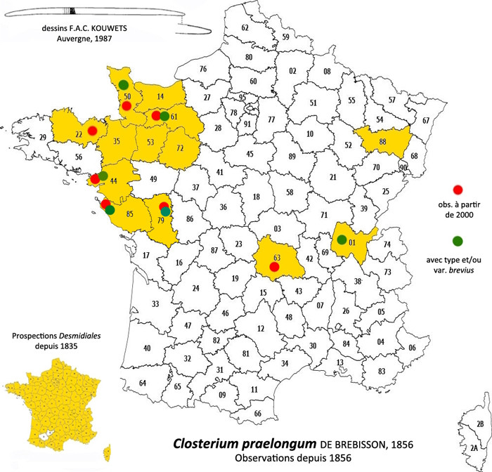 Closterium praelongum De Brébisson, 1856 #84859