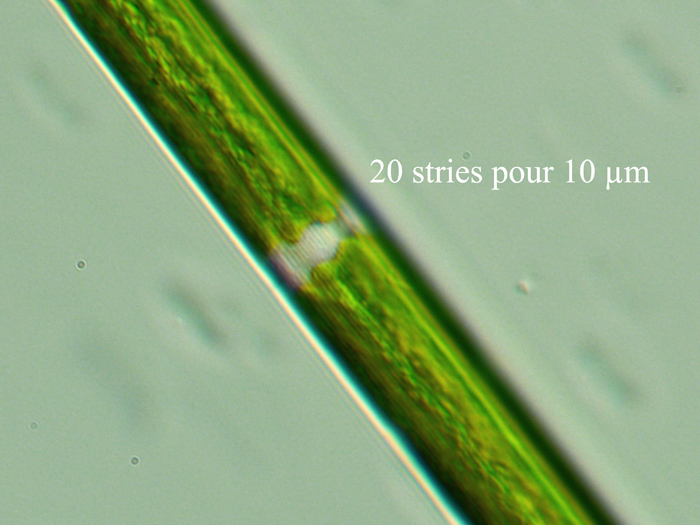 Closterium praelongum De Brébisson, 1856 #70427