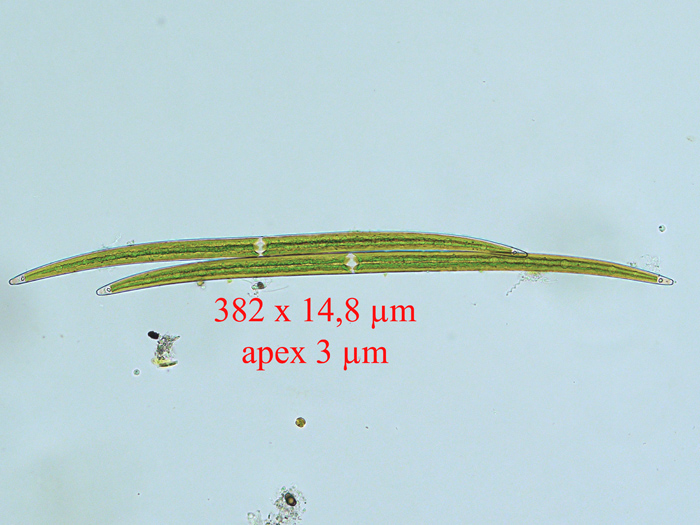 Closterium praelongum De Brébisson, 1856 #70425