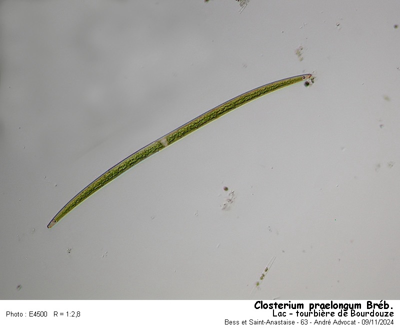 Closterium praelongum Bréb. #80637