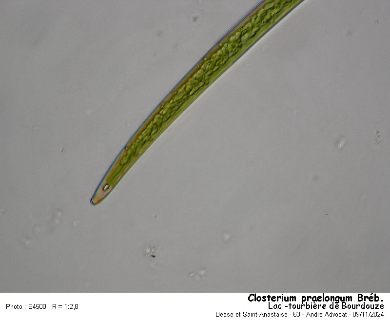 Closterium praelongum Bréb. #80638