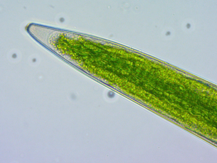 Closterium pritchardianum #70157