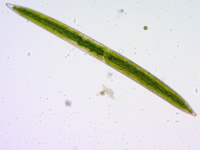 Closterium pritchardianum #70156