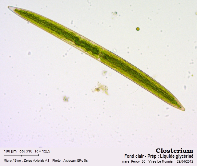 Closterium pritchardianum W. Archer #51705