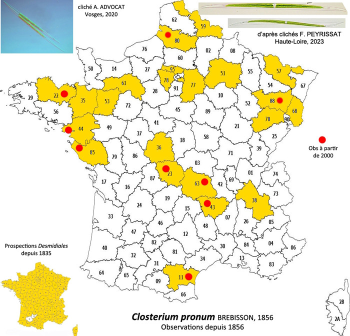 Closterium pronum Bréb. #85379