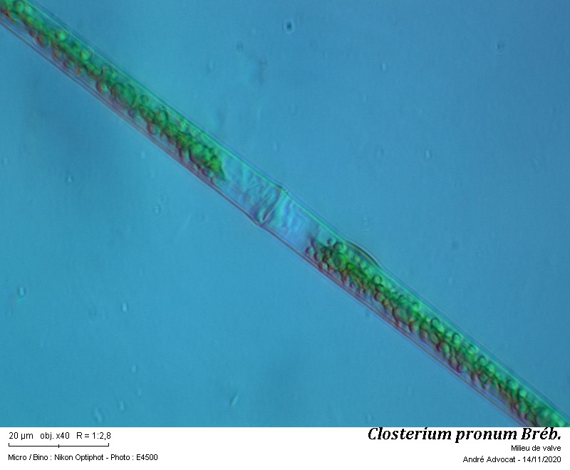 Closterium pronum Bréb. #64797