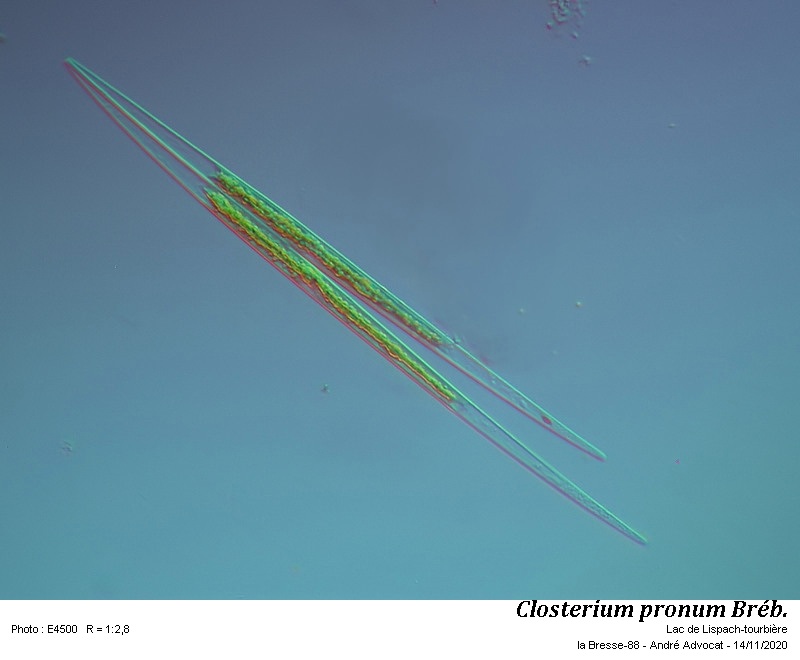 Closterium pronum Bréb. #64795