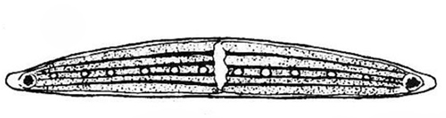Closterium pseudolunula #78137