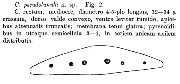 Closterium pseudolunula #78136