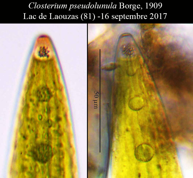Closterium pseudolunula #52903