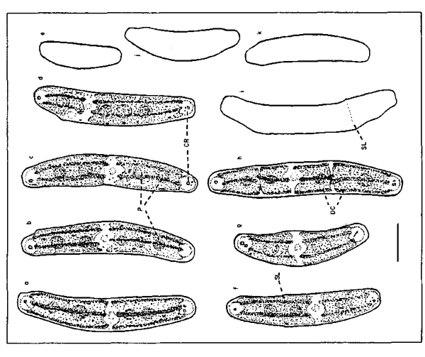 Closterium pusillum #77695