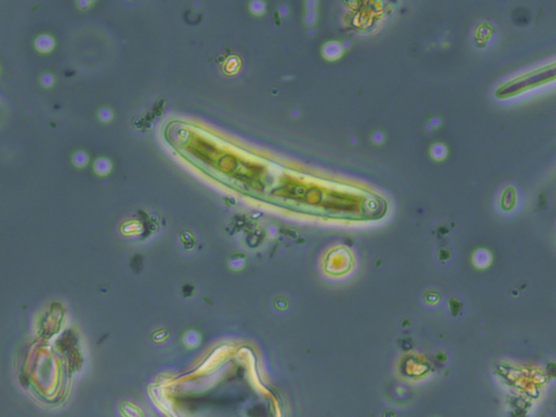 Closterium pusillum #58068