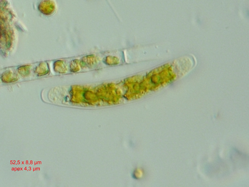 Closterium pusillum #58070