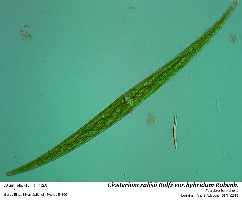 Closterium ralfsii Ralfs var.hybridum Rabenh. #56879