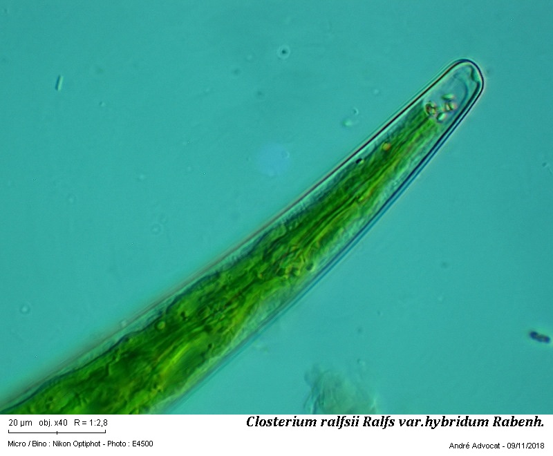 Closterium ralfsii Ralfs var.hybridum Rabenh. #56881