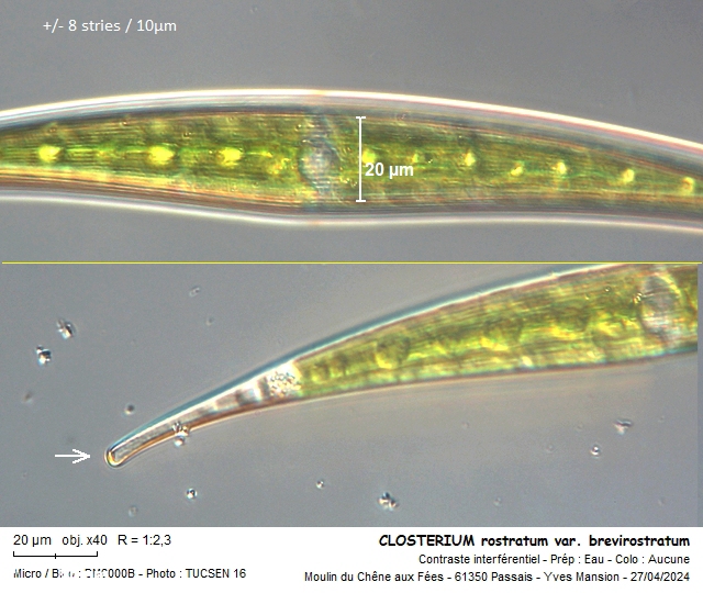 CLOSTERIUM rostratum #78834