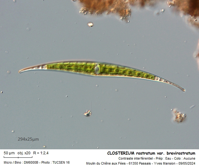 CLOSTERIUM rostratum #78833