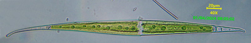 Closterium rostratum #81759