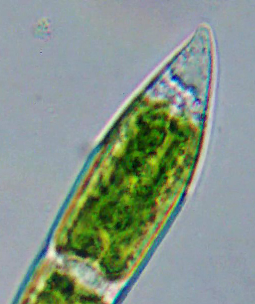 Closterium rostratum #81762