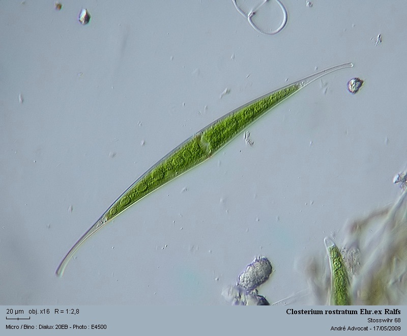 Closterium rostratum Ehr.ex Ralfs #54898