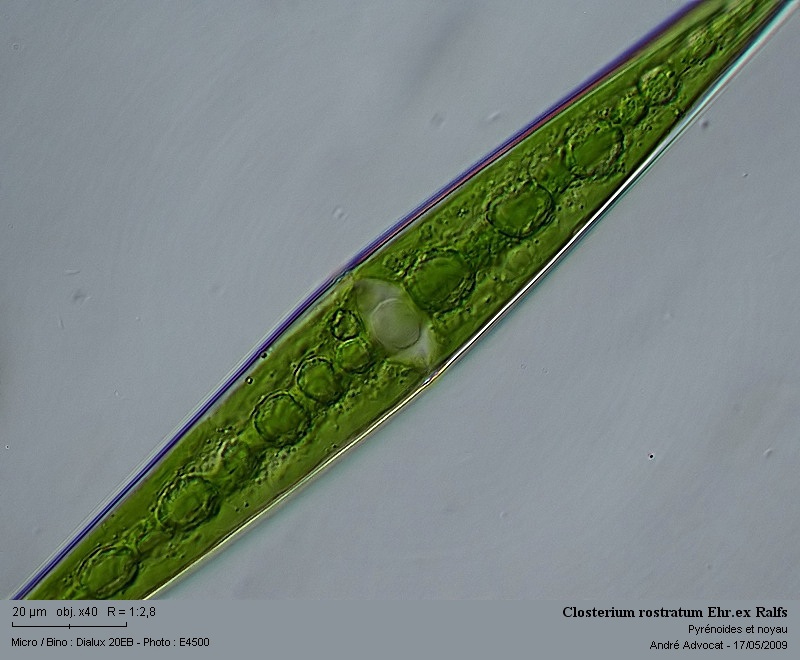 Closterium rostratum Ehr.ex Ralfs #54899