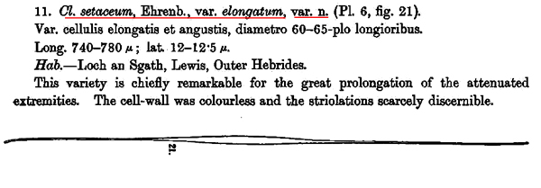 Closterium setaceum Ehr.ex Ralfs #79367