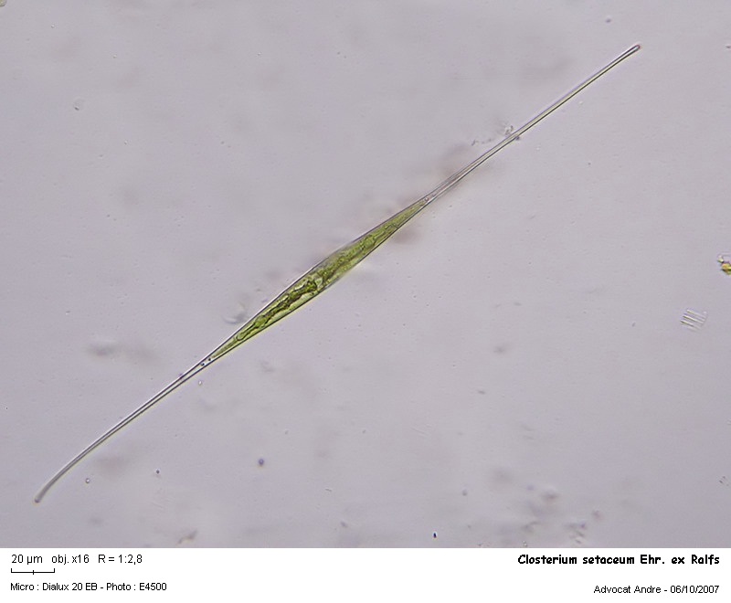 Closterium setaceum Ehr.ex Ralfs #289