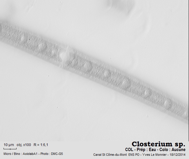 Closterium strigosum Brébisson, 1856 #57209