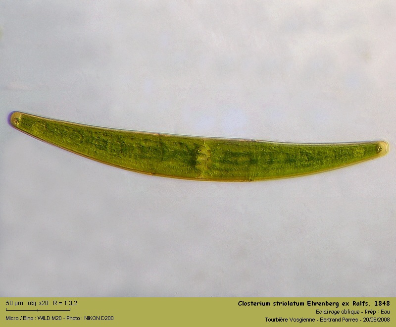 Closterium striolatum Ehrenberg ex Ralfs 1848 #4973