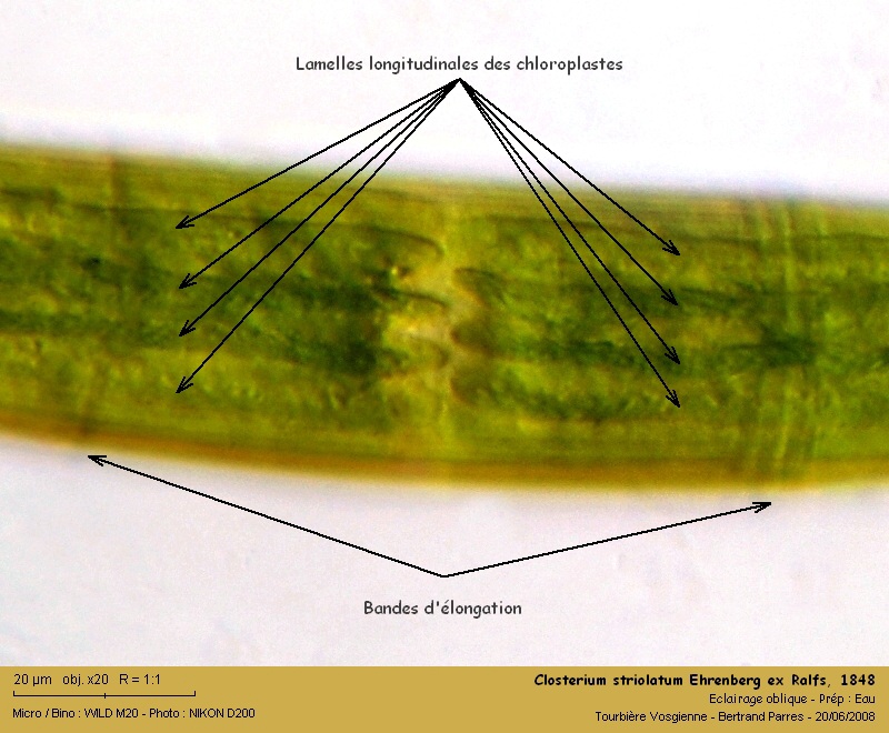 Closterium striolatum Ehrenberg ex Ralfs 1848 #4975