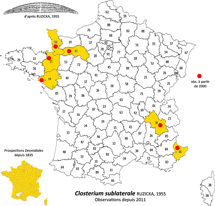 Closterium sublaterale Ruzicka, 1955 #82524